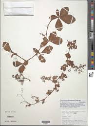 Image result for Cyphostemma kilimandscharicum