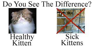 Persian cats can be procured through animal rehabilitation centres in mumbai preferably yoda as they have many incoming or you can sponsor one if you feel i went to many breeders and all of them had persians and i was clueless where to find one indian cat/kitten for adoption. Selecting A Responsible Persian Cat Breeder Pelaqita Persians