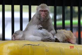 Monkey b virüsü sebebiyle çin'de ilk ölüm gerçekleşti. China S First Human Infection Case With Monkey B Virus Dies Social News Xyz