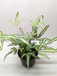 Image result for Pteris cretica