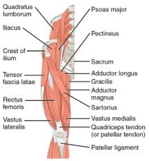 This is a table of skeletal muscles of the human anatomy. The Anterior Muscles Of The Thigh That Originate On The Os Coxae Are Lifeder English