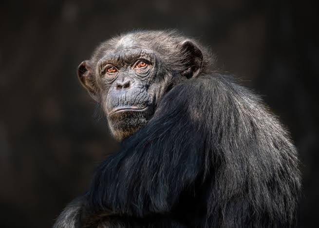 Chimpanzee - Los Angeles Zoo and Botanical Gardens