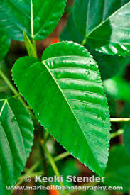 Image result for Urera