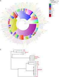 The Resistome Mobilome Virulome And Phylogenomics Of