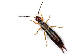 What attracts earwigs to your home? How To Get Rid Of Earwigs Getridofthings Com