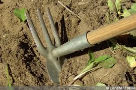 Ist das wurzelwerk zu schwer, sollten sie zunächst mit dem spaten oder einem scharfen wasserstrahl die anhaftende erde entfernen. Straucher Samt Wurzeln Entfernen So Gelingt Es Ihnen Gartendialog De