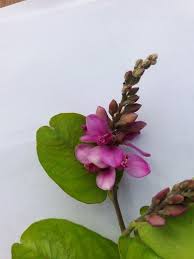 Image result for Securidaca welwitschii