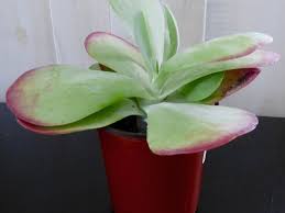 Image result for kalanchoe thyrsiflora