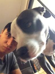 Lost grey and white pitbull mix, Star Wars collar