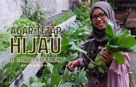Siram daun dan batang tanaman juga agar tetap lembap sehingga tidak mudah kering kerontang di tengah teriknya sinar. Agar Tetap Hijau Di Musim Kemarau Evrinasp