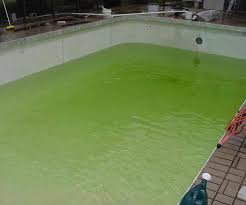 algae in pool with homemade algaecide