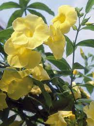 Enjoy The Fruits Of Your Labor A Little Sooner With These Fast Growing Climbers Golden Trump Climbing Plants Fast Growing Climbing Flowers Fast Growing Plants