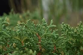 Image result for Hetaeria occidentalis