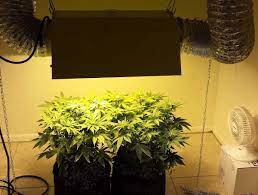 This grow light has an adjustable design. Cannabis Grow Light Breakdown Heat Cost Yields Grow Weed Easy