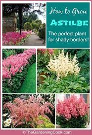 Tips For Growing Astilbe Plants Shade Plants Shade Garden