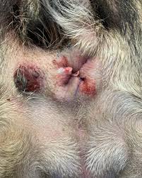 Image result for Purse String Suture