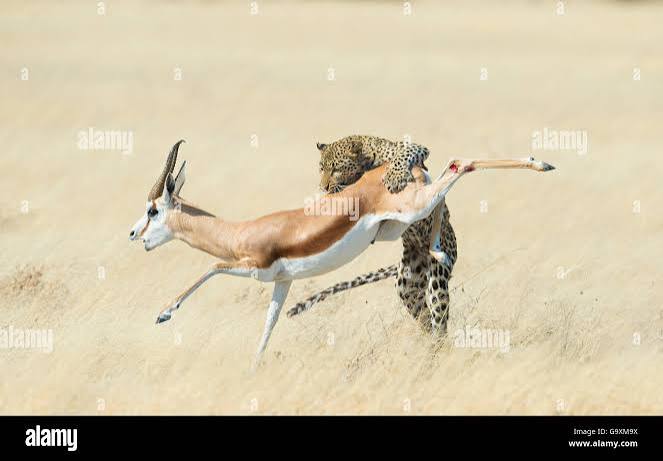 Antelope hunting leopard hi-res stock photography and images - Alamy