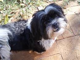 Maybe you would like to learn more about one of these? Maltese Shih Tzu Poodle Mix Black And White Novocom Top