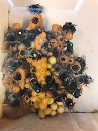 It is just a small species. Bumblebee Hive I Am Currently Researching The Colourful Dots Are The Tags We Use To Tell Them Apart Bees