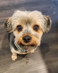 Lilly 2 and 13 month 🥰🐶 She is my love and everything ❤️🤩