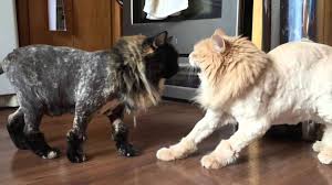 Istanbulda Kedinizi Tras Ettirebileceginiz Pet Kuaforler Kedi Blog