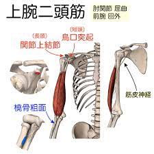 筋シリーズ 上腕二頭筋 長頭は結節間溝を通り関節上結節に付着します 教科書の図では手のひらを前に向けた解剖学的肢位で描かれていますが 実際には手のひらは内に向いているので 結節間溝も烏口突起に近い部位にあります スピードテスト ストレッチテスト ヤーガ