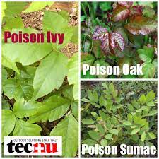 Choose furniture that fits the. Pin By Tecnu On Tecnu Poisonous Plants Plant Identification Poison Sumac