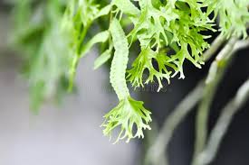 Image result for Microsorum punctatum