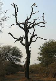 Image result for Combretum imberbe