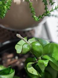 Shop our massive selection of houseplants, air plants, succulents, cacti, rare varieties, perennials, pottery and. Hoya Rope Plant How To Care For This Unique Plant