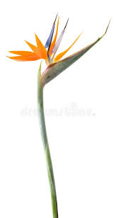 Bird Of Paradise Flower Meaning Pin On Flores
