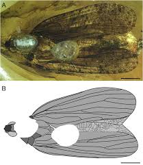 A page for describing funny: Http Hemiptera Databases Org Flowpdf 3880 Pdf