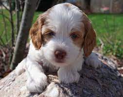 We did not find results for: Good Breeder Bainbridge Labradoodles Labradoodle Australian Labradoodle Puppies Labradoodle Puppy