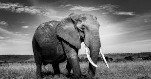 Great offers on site, order now How To Photograph Wildlife In Black And White Nature Ttl