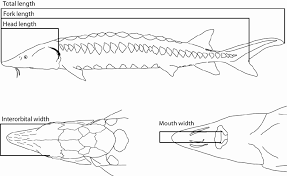 Create sequence diagrams using textual notation or draw quickly via drag sequencediagram.org is an online tool / software for creating uml sequence diagrams. Diagram Of Different Types Of Measurements For Sturgeons Drawings By Download Scientific Diagram