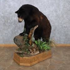 Black Bear Half Mount Black Bear Life Size Taxidermy Mount For Sale Taxidermy Mounts Black Bear Taxidermy
