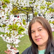 Cherry blossoms at Kariya Park in full bloom