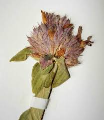 Image result for Lepidagathis scariosa