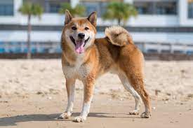 Shiba inu is a basal breed that precedes modern breeds of the 19th century. Find Us Shiba Inu Breeders A Complete List By State Region