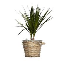 Drachenbaum umtopfen drachenbaum eintopfen pflanzen dracaena. Drachenbaum Im Topf Und Vieles Mehr Fur Den Perfekten Tisch Mieten Yawima Einfach Schon Feiern