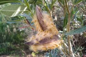 Image result for Sphaeropsis tumefaciens oleander symptoms