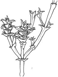 Image result for Halosarcia