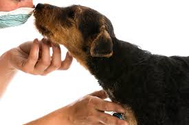 Normally the body wall seals over. Umbilical Hernia In Dogs Symptoms Causes Diagnosis Treatment Recovery Management Cost