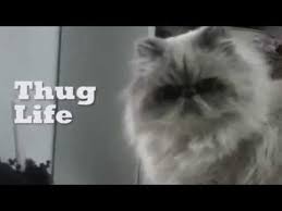 Gato Malo Thug Life Thug Life Cat Thug Life Bad Cats