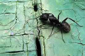 After Boris Vian Animals Ants Vian