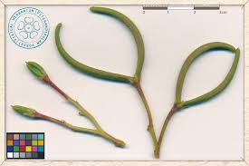 Image result for Holarrhena pubescens