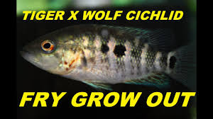 baby fish growth wolf and red tiger motaguense cichlids