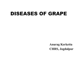 Grapes In Pregnancy: The Ultimate Guide To Benefits & Precautions |  Mylofamily