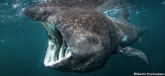 Ma voiture est en panne. Le Requin Baleine Geant Des Mers En Danger D Extinction
