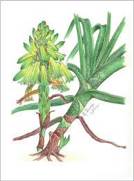 Image result for Aloe inyangensis